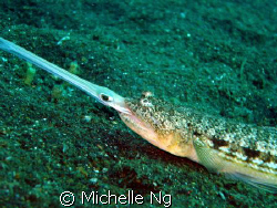 This lizardfish ate the trumpetfish in front of me! Trump... by Michelle Ng 